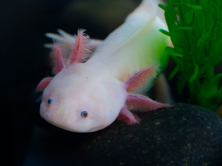 SeaWorld San Diego exhibe ajolote como embajador de la conservación