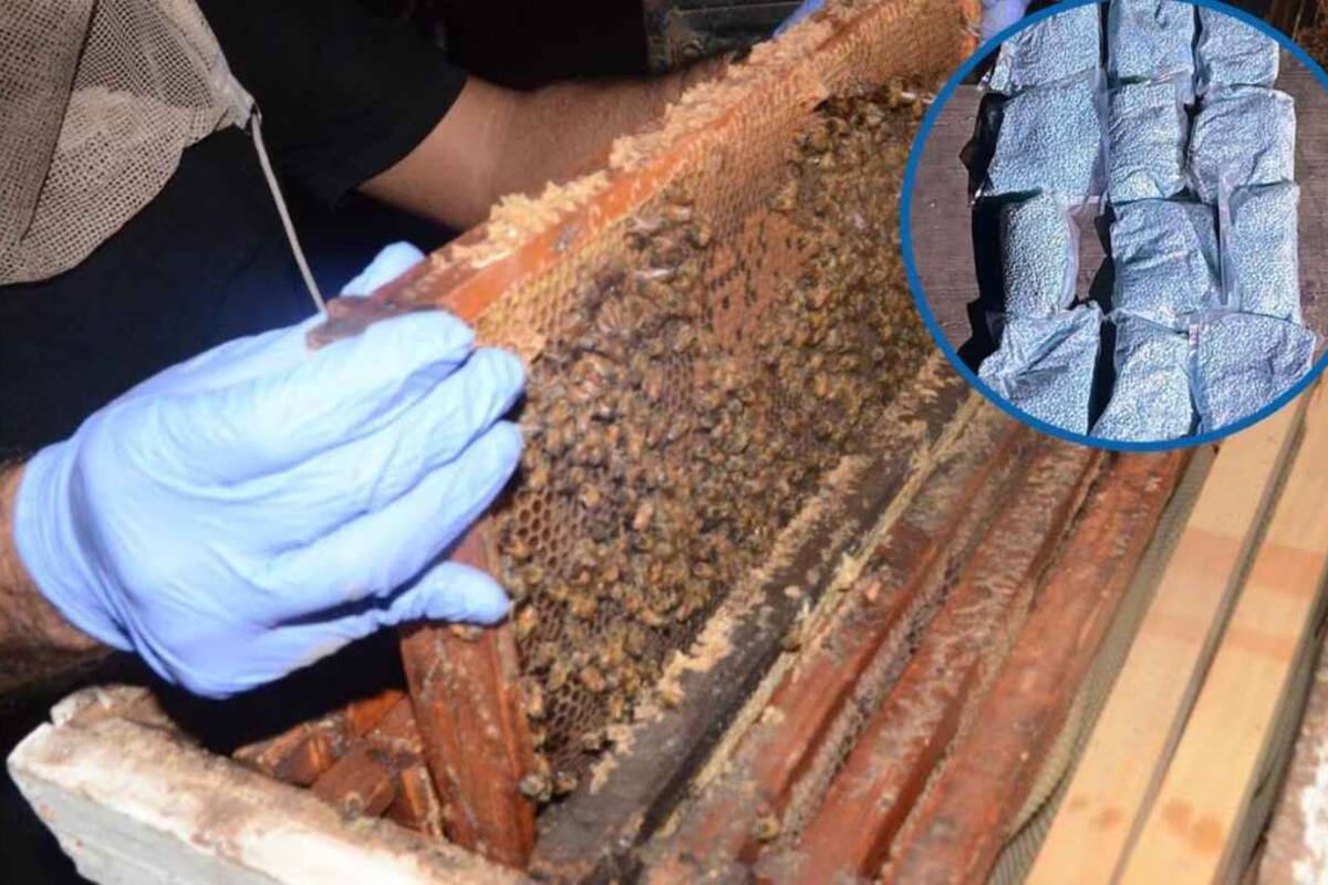 Hallan más de un millón de pastillas de fentanilo y cocaína en paneles de abejas en Sinaloa