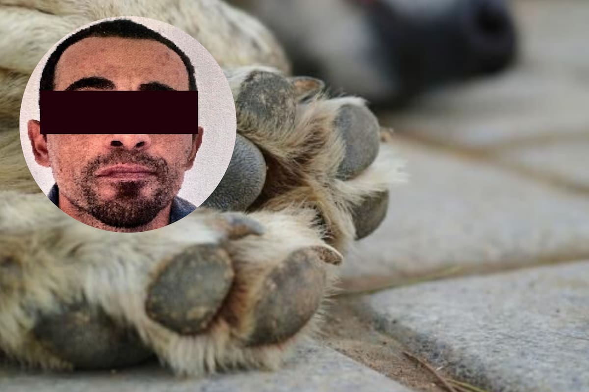 FGJES logró la vinculación a proceso de un hombre acusado de envenenar a perros en Santa Ana, tres murieron y uno quedó grave, el juez ordenó prisión preventiva y abrió investigación