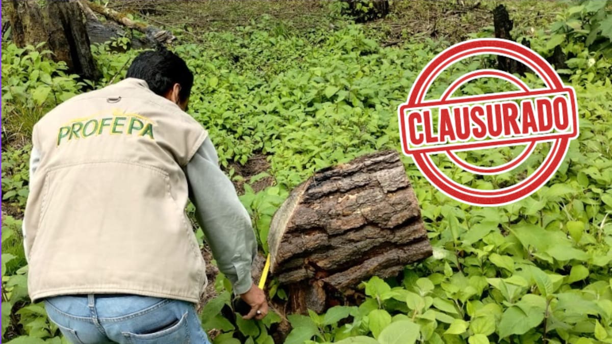 Profepa clausura tres predios en Morelos por cambios ilegales de uso de suelo; más de 20,000 m² afectados y 161 árboles derribados