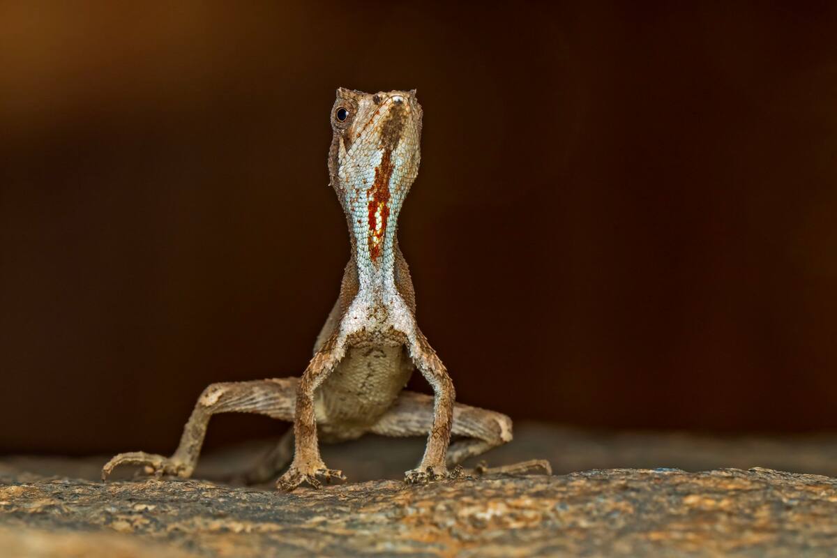 Descubren en la India nueva especie de reptil