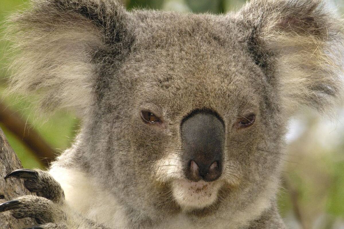 Koala veterano recibió de mala gana a otro más joven en su refugio