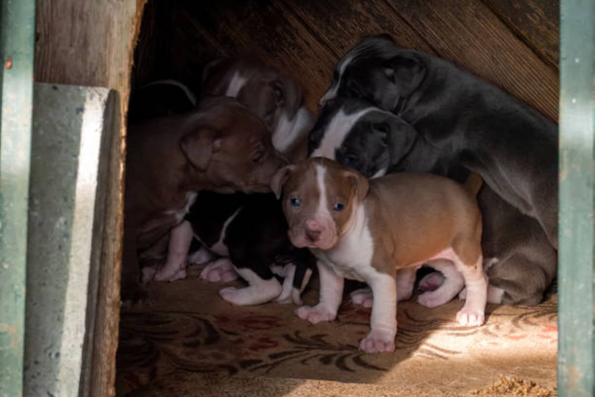 Pata de Perro llevará acabo el Croquetón con el fin de apoyar a más de 30 perros en adopción