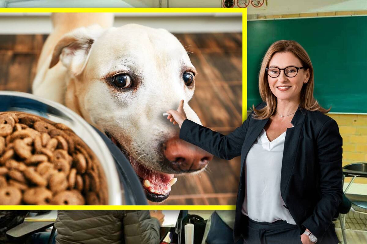 Maestra es despedida por dar comida para perros a sus alumnos de preparatoria; ella pensaba que eran ‘snacks’ para humanos