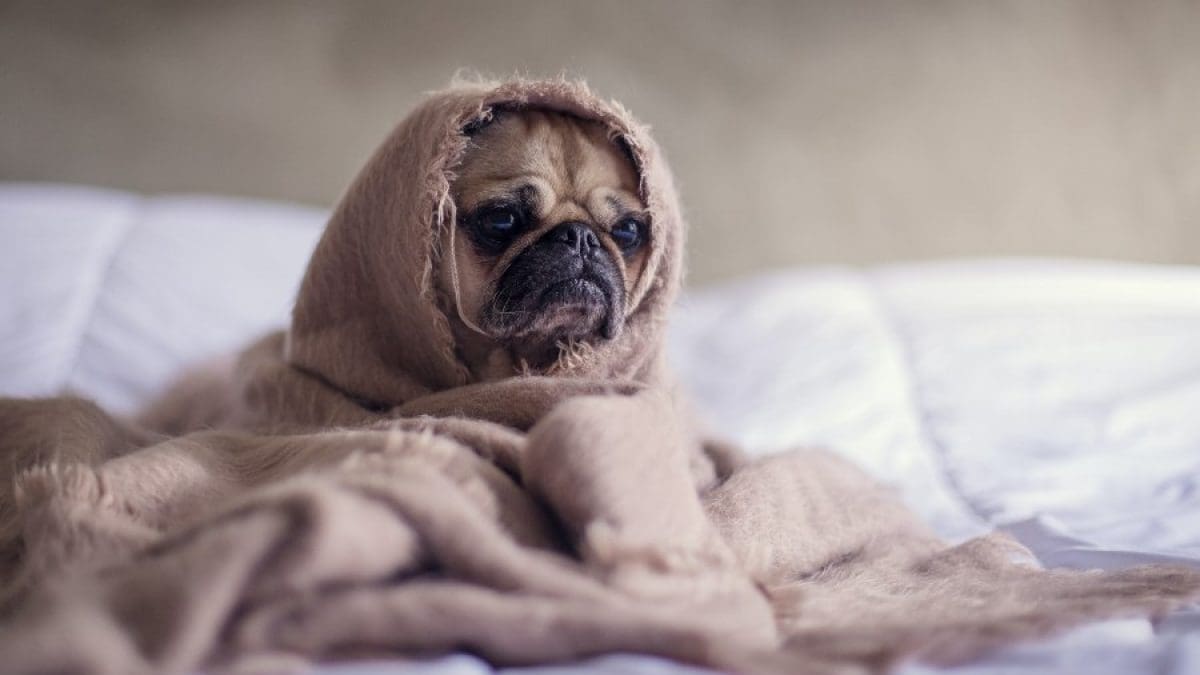 Veterinarios explican cuándo es necesario vestir a los perros en climas fríos.