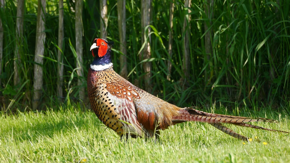 La iniciativa busca fortalecer poblaciones de aves silvestres y apoyar el control natural de plagas agrícolas. Foto: Especial