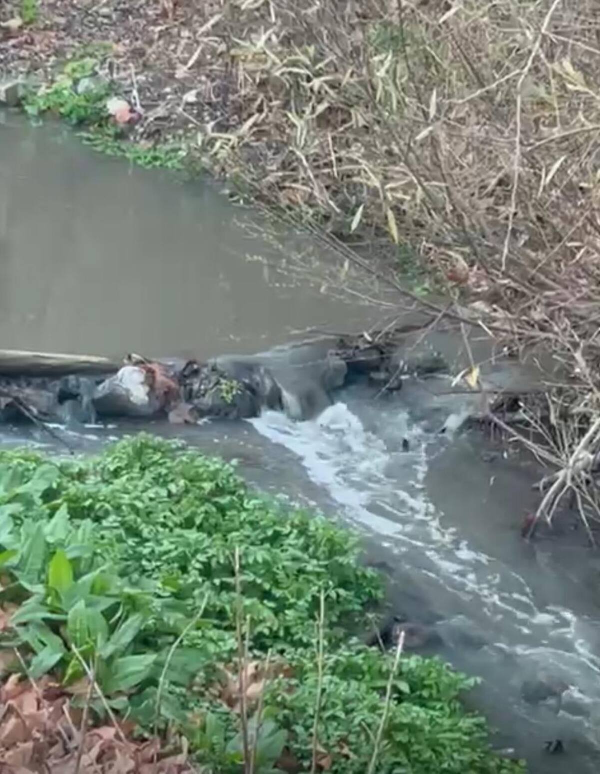 Rancheros de la zona están preocupados por la contaminación por derrames de aguas negras en el Cañón Rosarito.