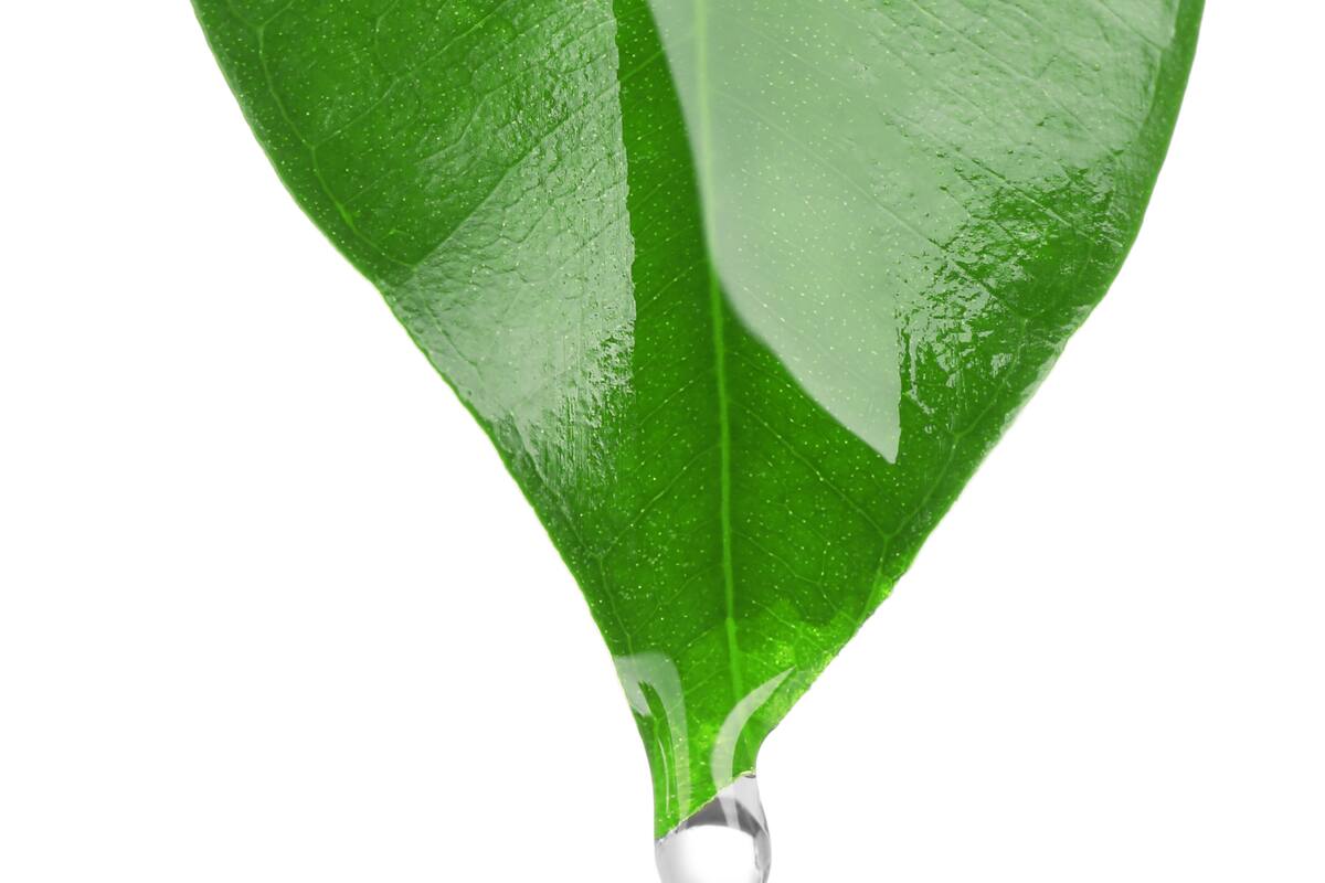 Conoce el secreto de muchos deportistas: Té verde y guaraná