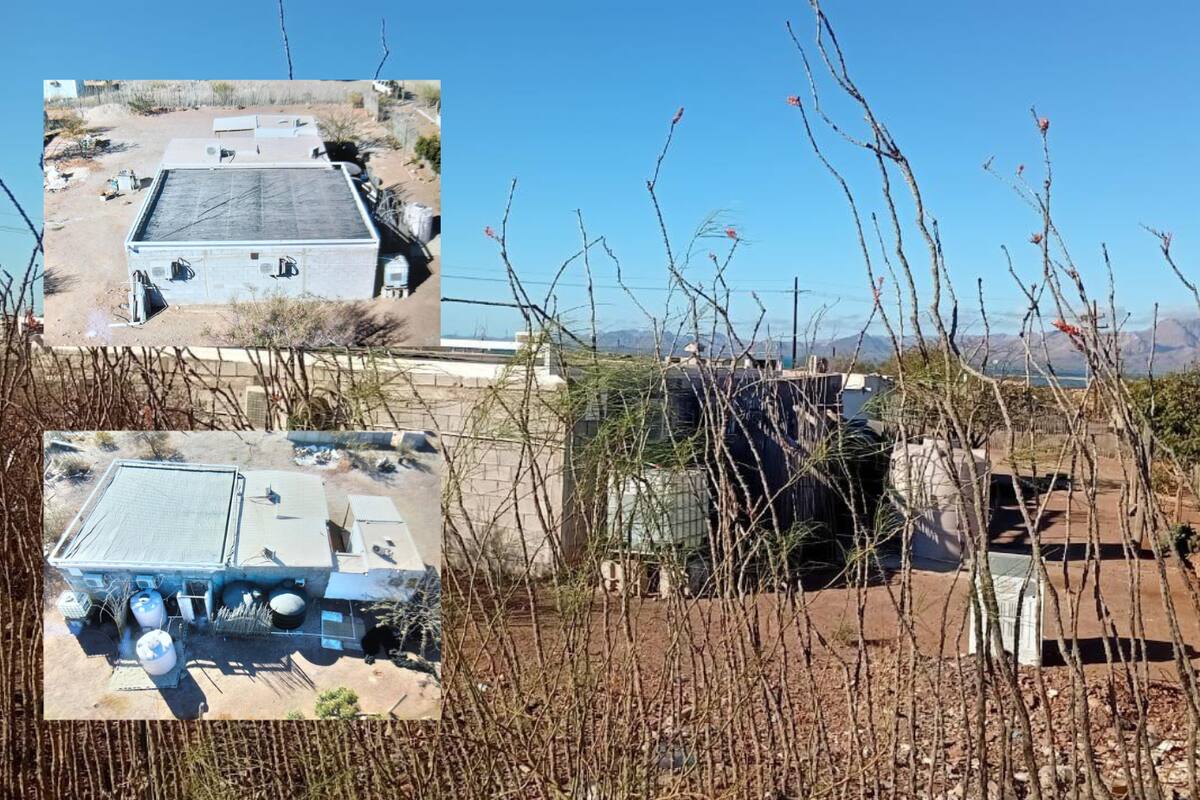 Desmantelan invernadero de marihuana en Punta Chueca: 792 plantas aseguradas