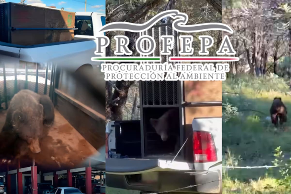 ¡Dos osos en 15 días! Rescatan y liberan a ejemplar de oso negro en Cananea, Sonora, cerca del Área Natural Protegida Bavispe