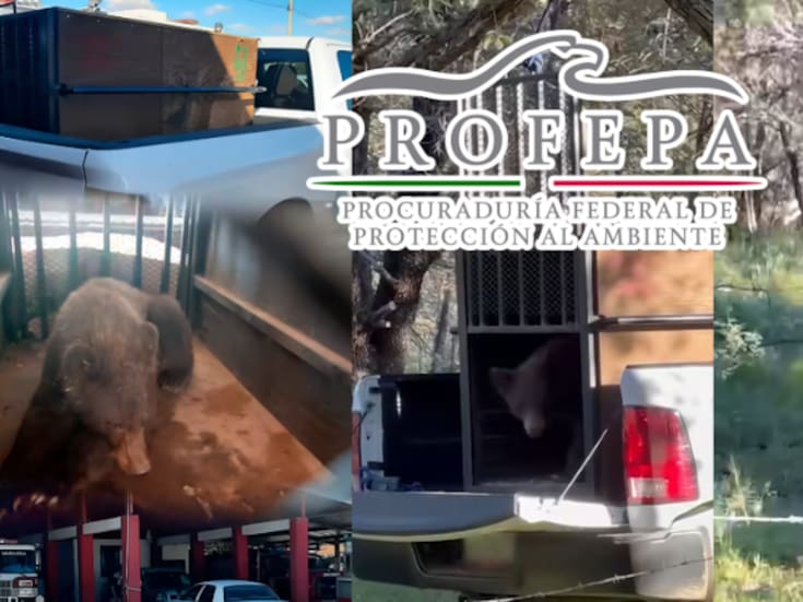 ¡Dos osos en 15 días! Rescatan y liberan a ejemplar de oso negro en Cananea, Sonora, cerca del Área Natural Protegida Bavispe