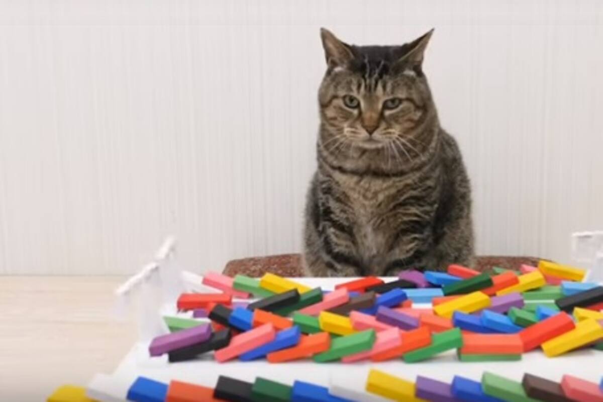 Youtuber comparte divertidas dinámicas de juego con sus gatos y se viraliza
