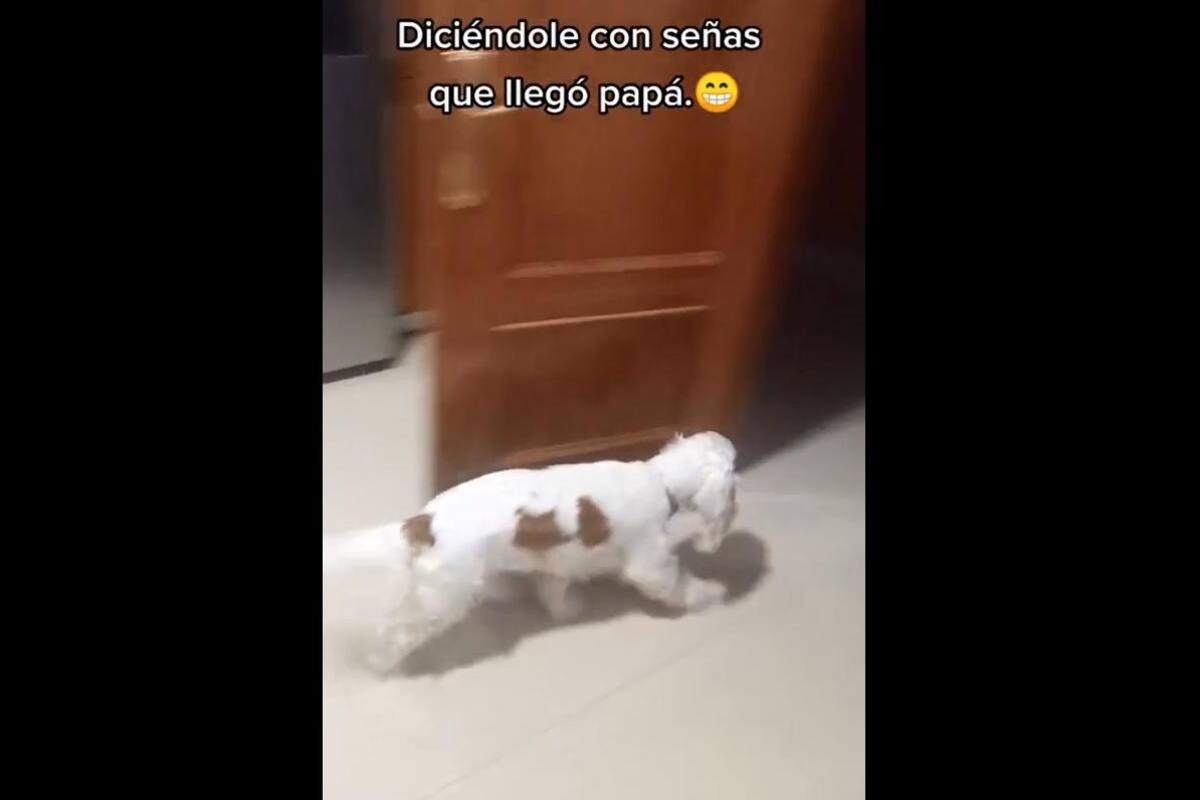 VIDEO TIKTOK: Mujer le dice con señas a su mascota que llegó su "papá" y este se emociona