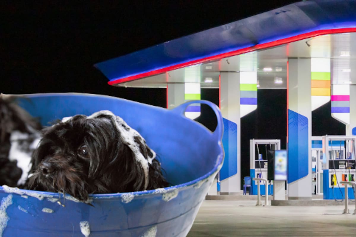 Despiden a trabajador de una gasolinera por bañar perros callejeros en su descanso; el caso terminó con un boicot a la gasolinera