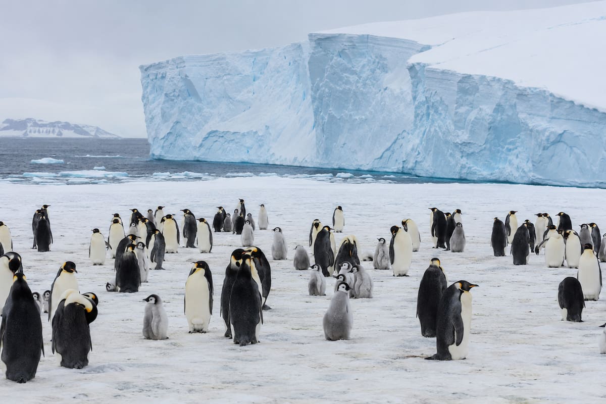 Colonia de pingüinos en la Antártida registró 69% menos crías y un enorme iceberg podría explicar qué ocurrió