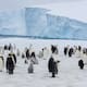 Colonia de pingüinos en Antártida registra 69% menos crías