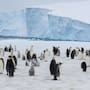 Colonia de pingüinos en la Antártida registró 69% menos crías y un enorme iceberg podría explicar qué ocurrió