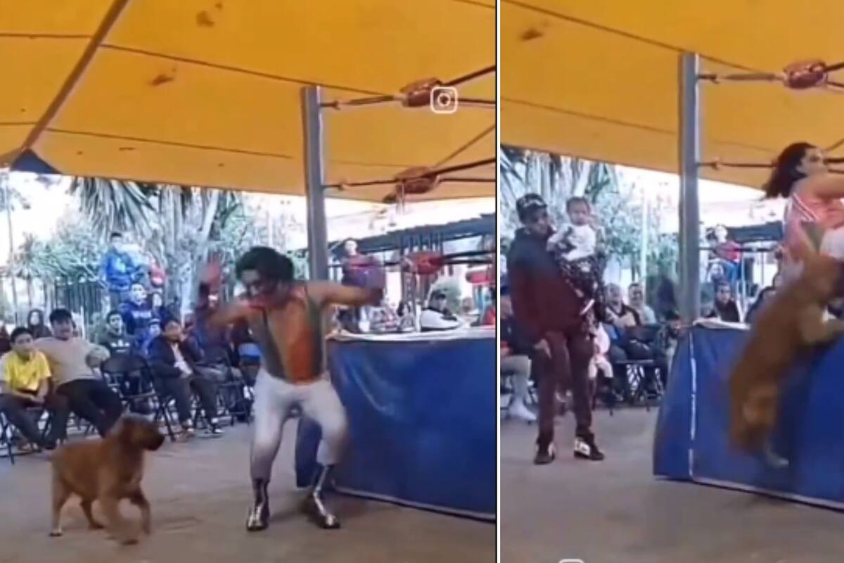 VIDEO: Perrito entra al ring y se roba el show al morder a un luchador