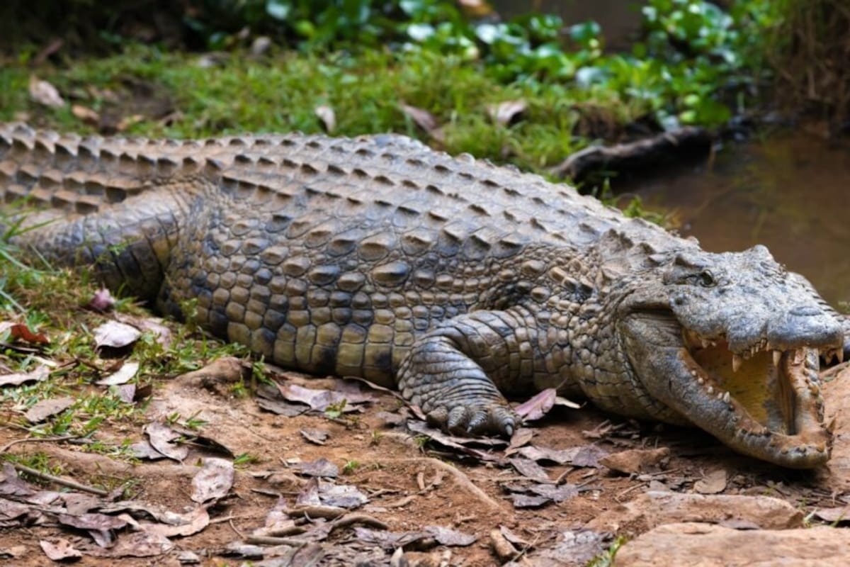 VIDEO: Cocodrilo se pasea por las calles de Chiplun en India