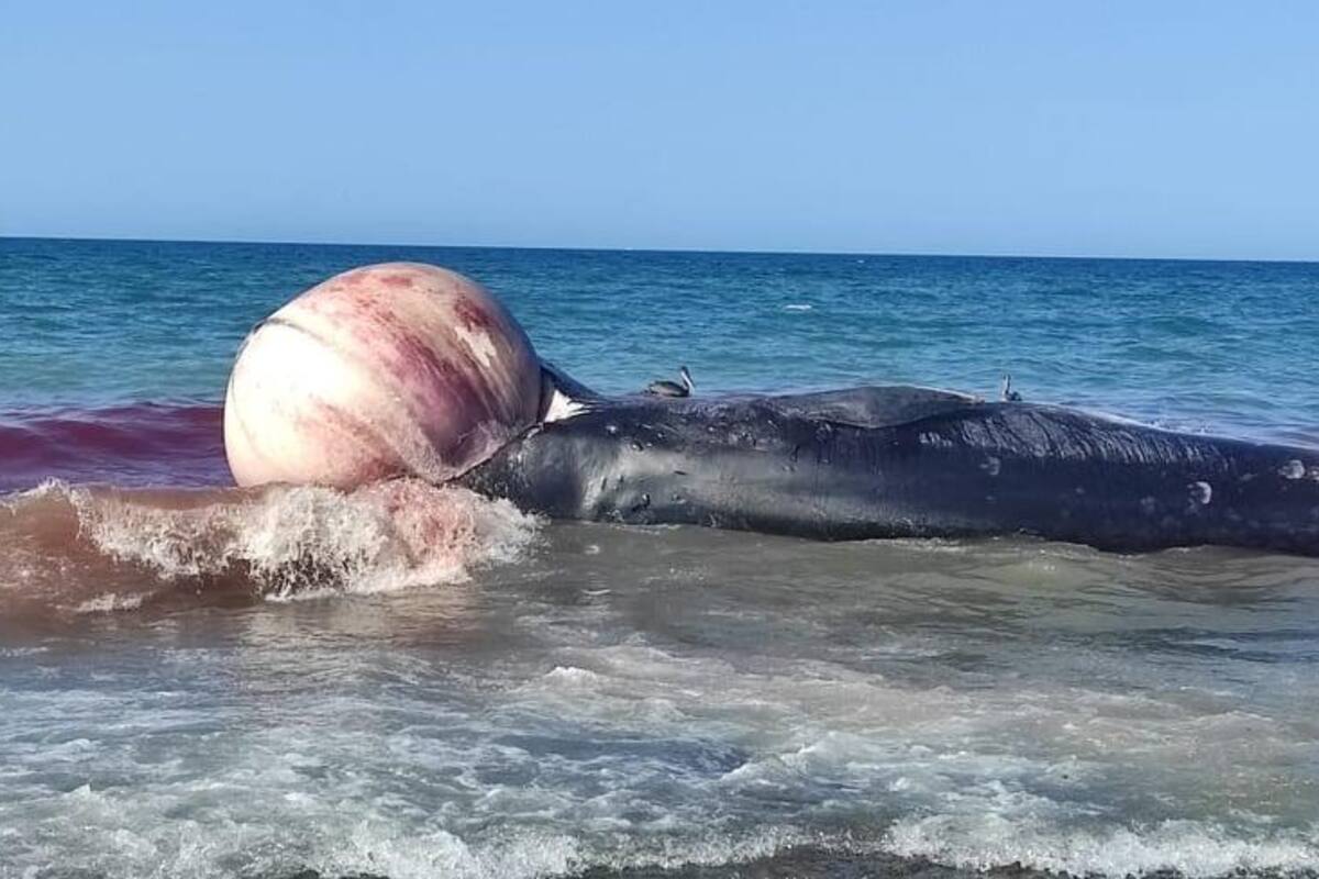 Hallan muerta ballena en playa El Mirador de Puerto Peñasco; investigan si es la misma que fue liberada