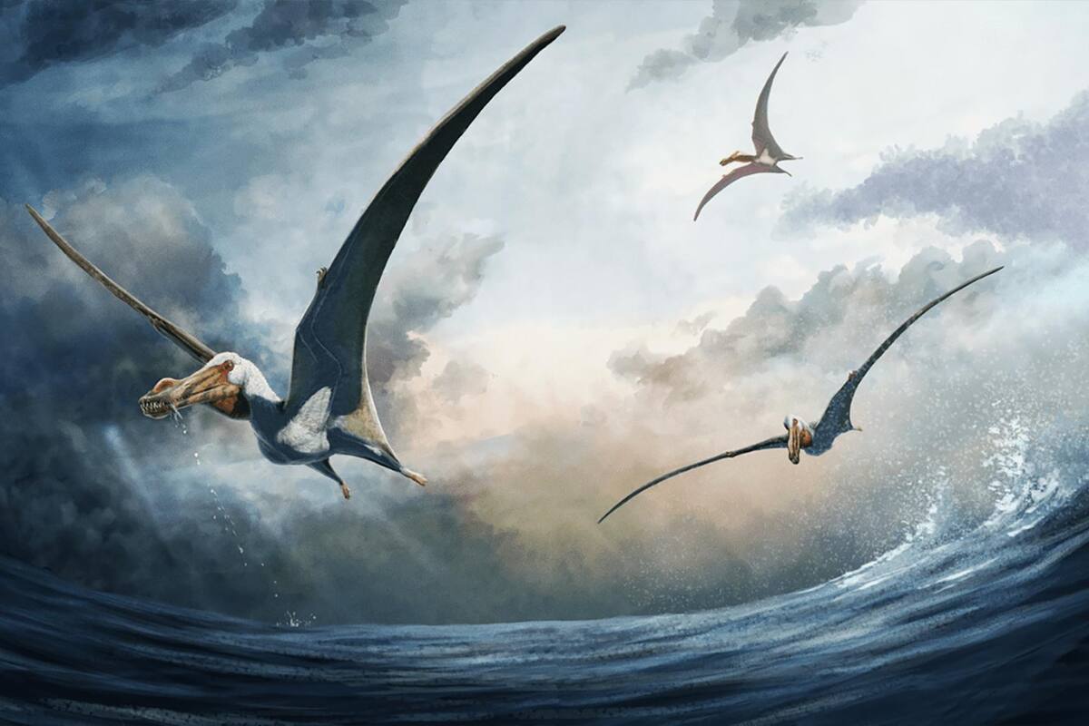 Descubren nueva especie de Reptil Volador de la era de los dinosaurios