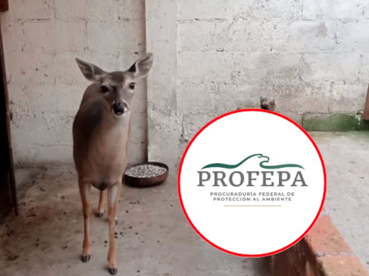 Rescatan a venado cola blanca en espacio reducido en Toluca; vivía sin condiciones adecuadas