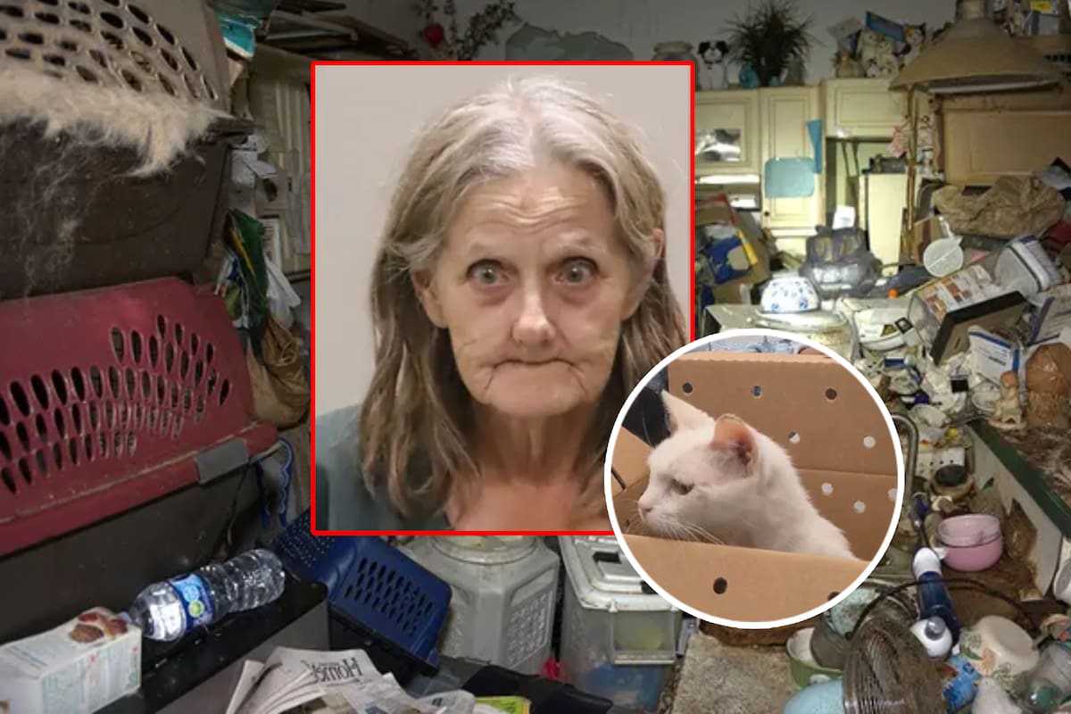 Arrestan a empleada del servicio postal de EEUU por tener más de 100 gatos y perros viviendo en su casa en condiciones insalubres