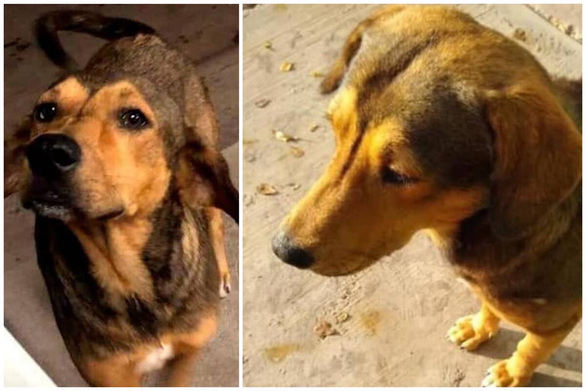 Rodolfo Corazón: Dan libertad provisional a joven que asesinó al perrito en Sinaloa