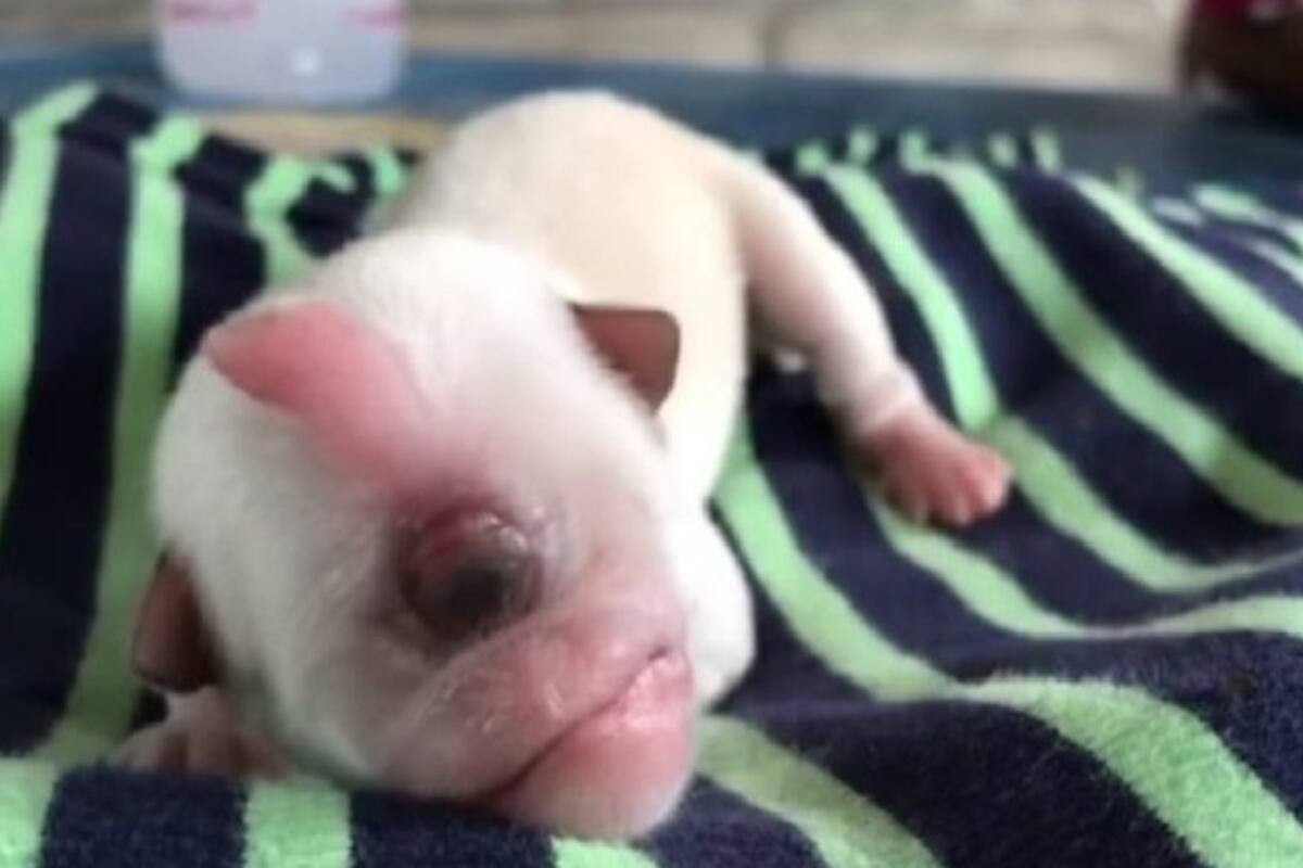 Nace perrito con un solo ojo