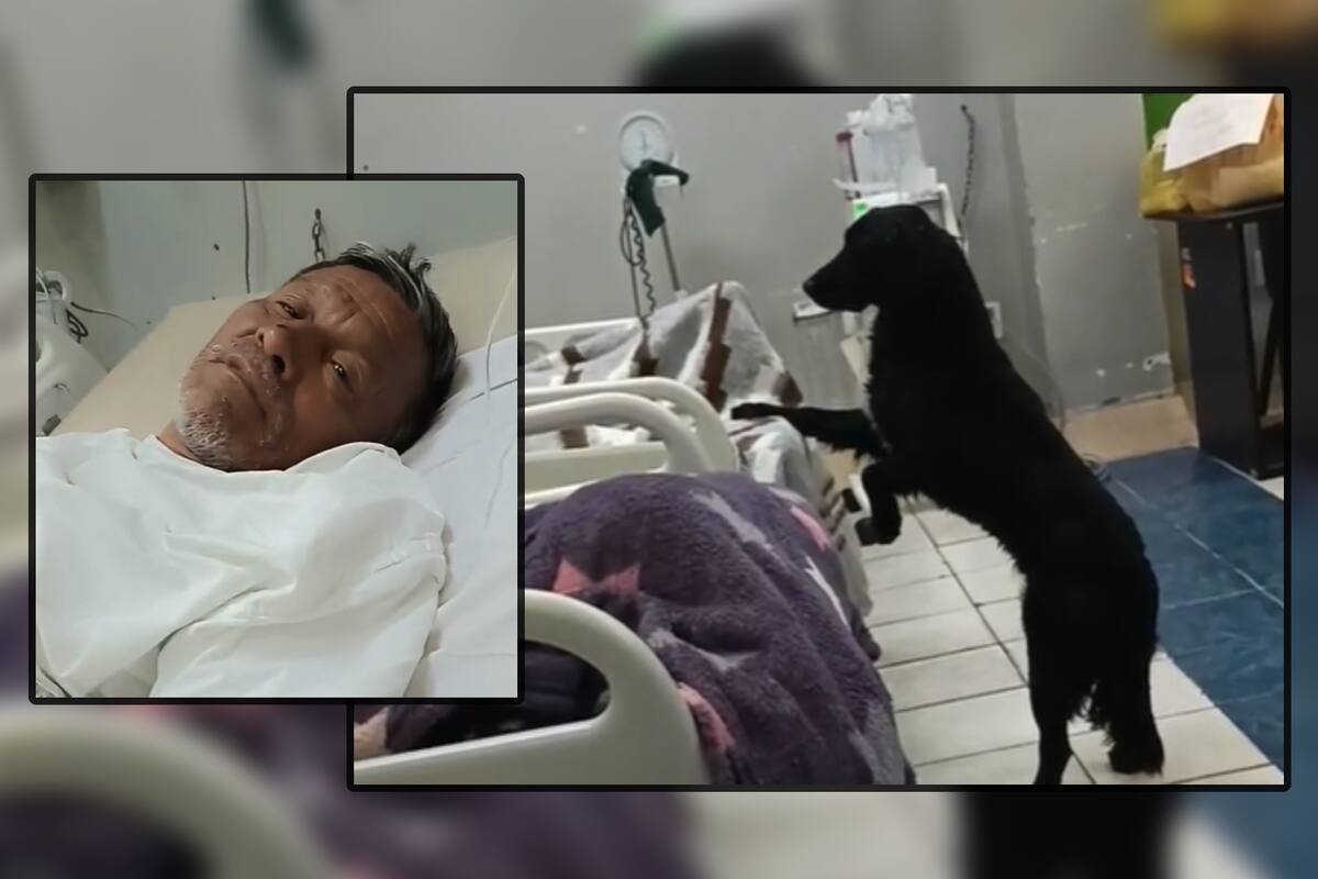 VIDEOS: Hombre a punto de morir pide que adopten a su perrito desde el hospital: ¿Qué pasó con Firulais?