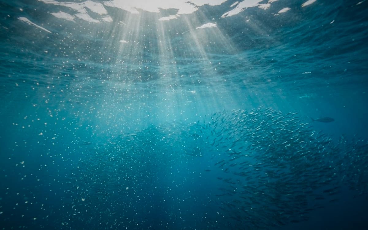 Rayos de sol atraviesan la superficie del océano e iluminan un banco de anchoas en el Mar Azul.