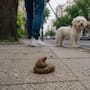 Proponen reformar ley para obligar al manejo especial de heces de perro en calles mediante recolección diferenciada, tratamiento de residuos y campañas ciudadanas ante el impacto sanitario y ambiental