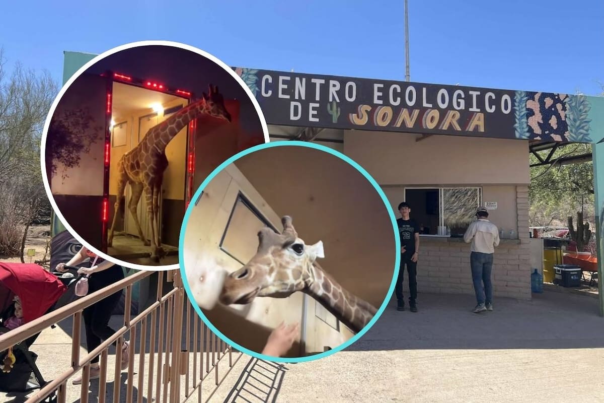 Centro Ecológico de Sonora da la bienvenida a su nueva jirafa: detalles sobre su adaptación y cuidado