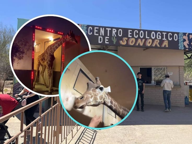 Centro Ecológico de Sonora da la bienvenida a su nueva jirafa: detalles sobre su adaptación y cuidado