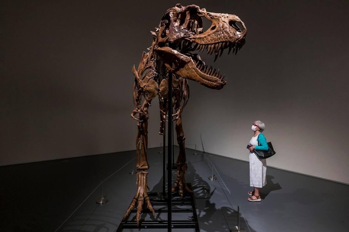 Subastarán en Estados Unidos el esqueleto de un dinosaurio de hace 77 millones de años