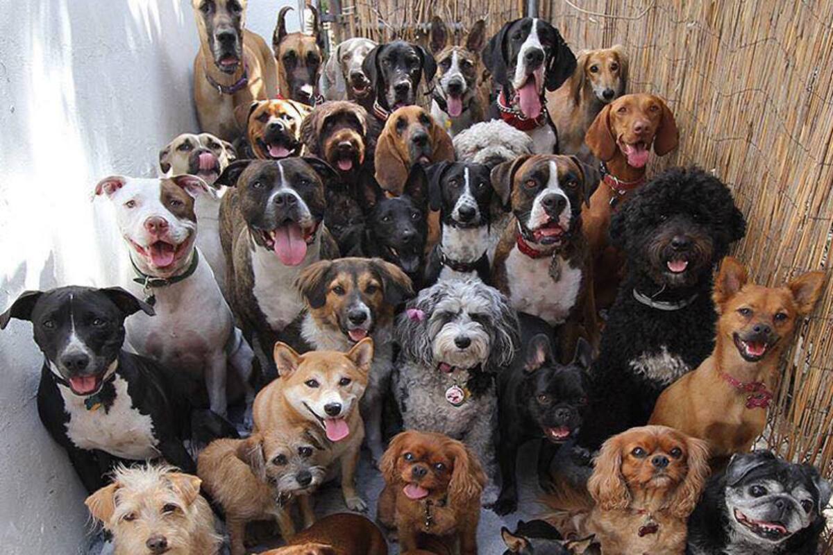 Un perro sin esterilizar tiene una descendencia de hasta 33 mil cachorros