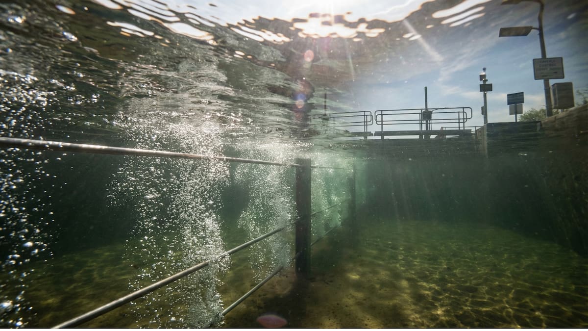 Barreras eléctricas y cortinas de burbujas en ríos de EE. UU. buscan contener la expansión de la carpa asiática, una especie invasora que amenaza ecosistemas y economías locales. /Ilustrativa
