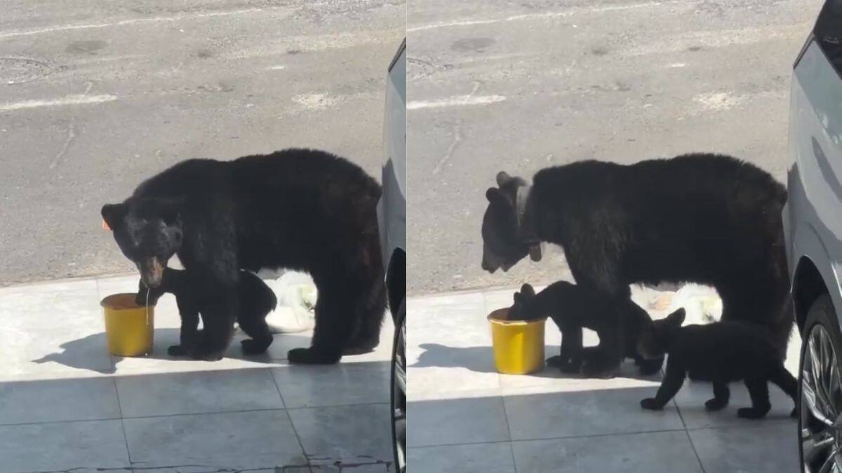 Vecinos dejan agua para una osa y sus crías en Monterrey y el video desata debate en redes