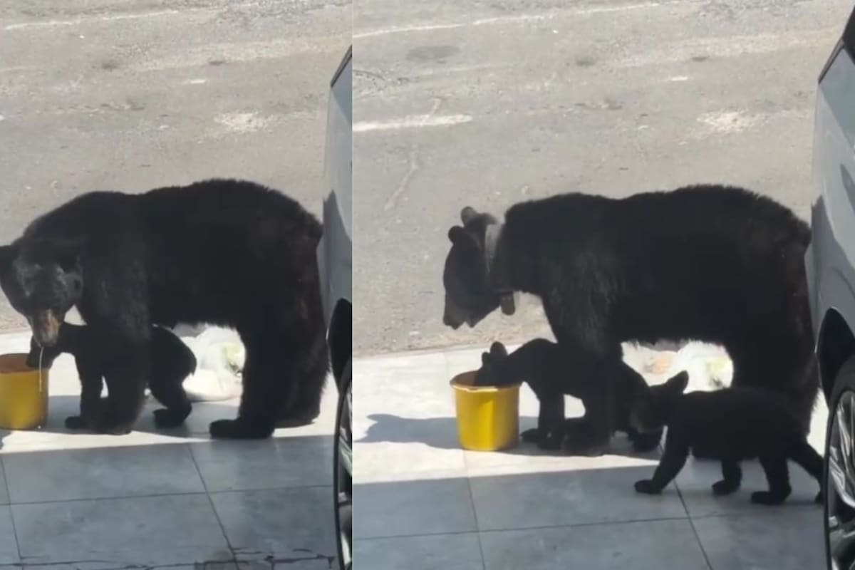 Vecinos dejan agua para una osa y sus crías en Monterrey y el video desata debate en redes