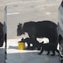 Vecinos dejan agua para una osa y sus crías en Monterrey y el video desata debate en redes