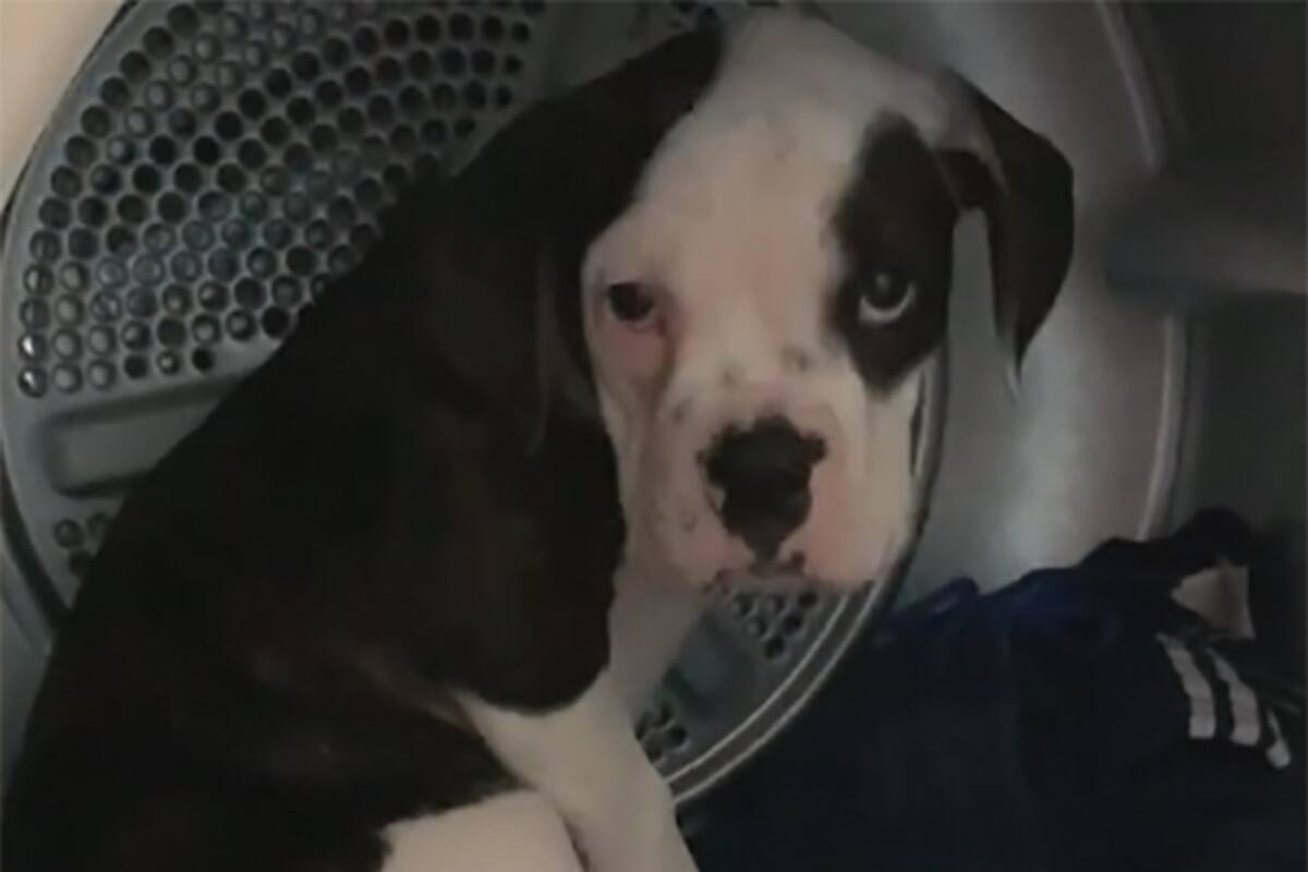 Un travieso cachorro le encanta meterse en lugares extraños