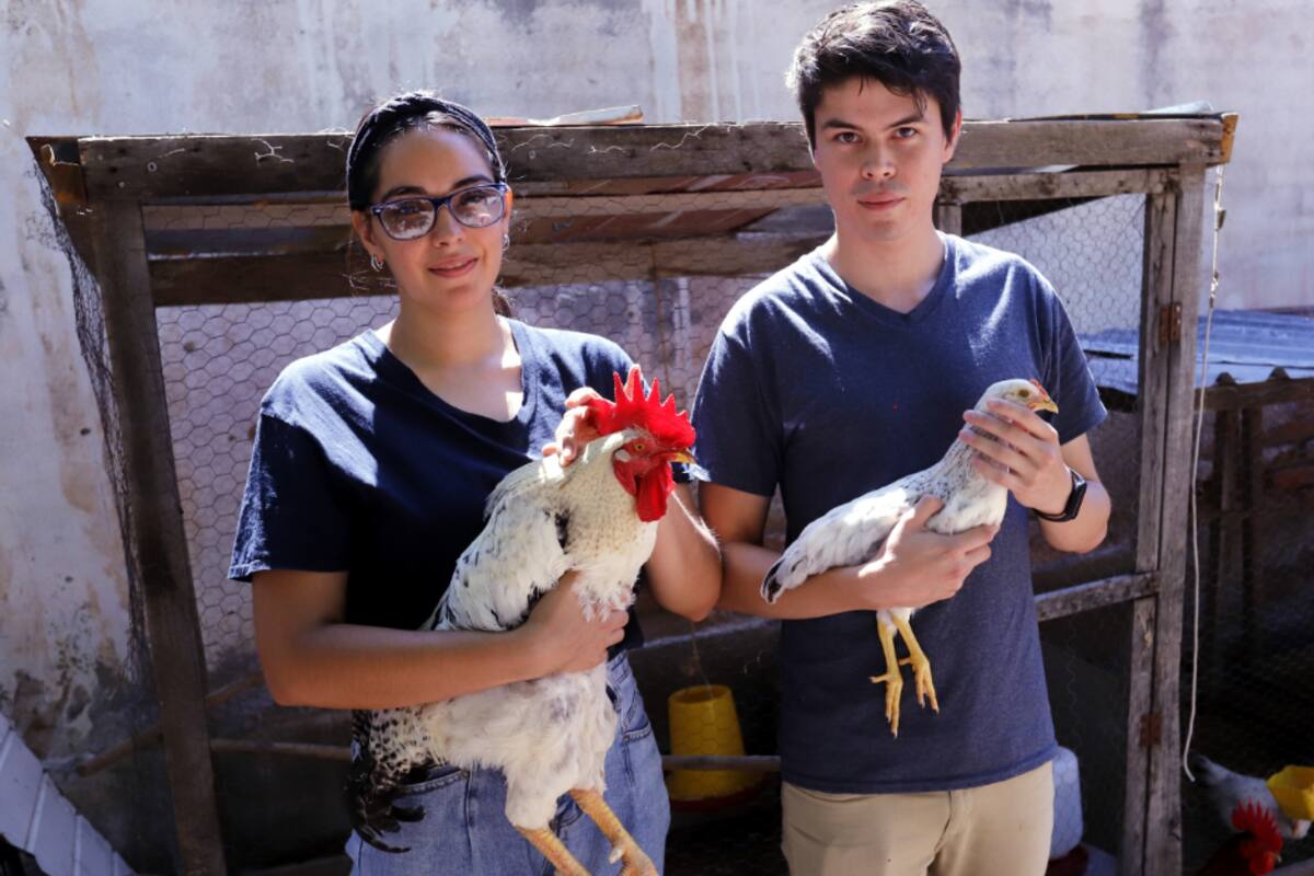 Gallinas y hasta exgallos de pelea son parte de sus mascotas