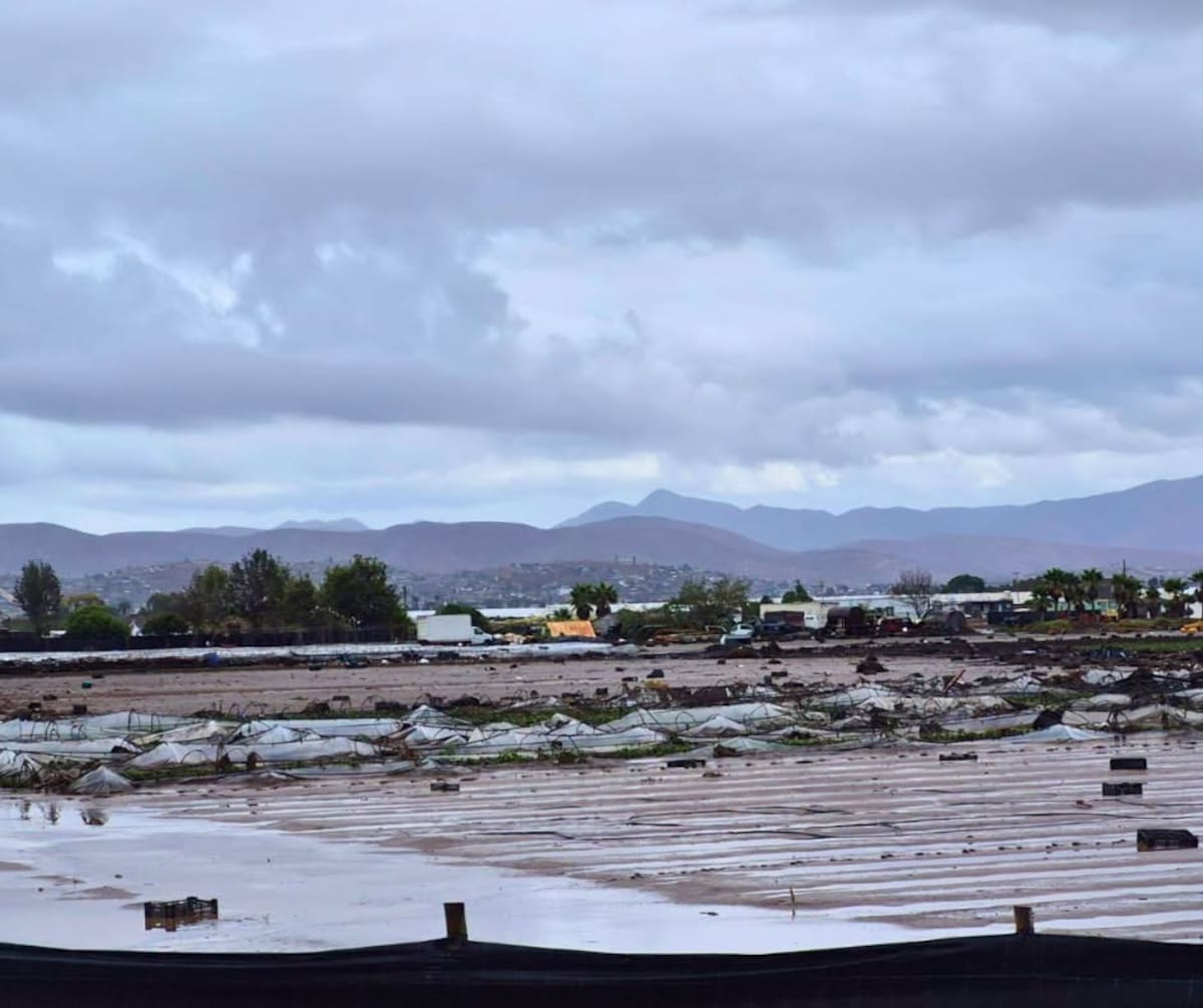 La tormenta Rachel inundó parcelas y dañó infraestructura agrícola en Maneadero, donde productores reportan pérdidas millonarias. Foto: Cortesía