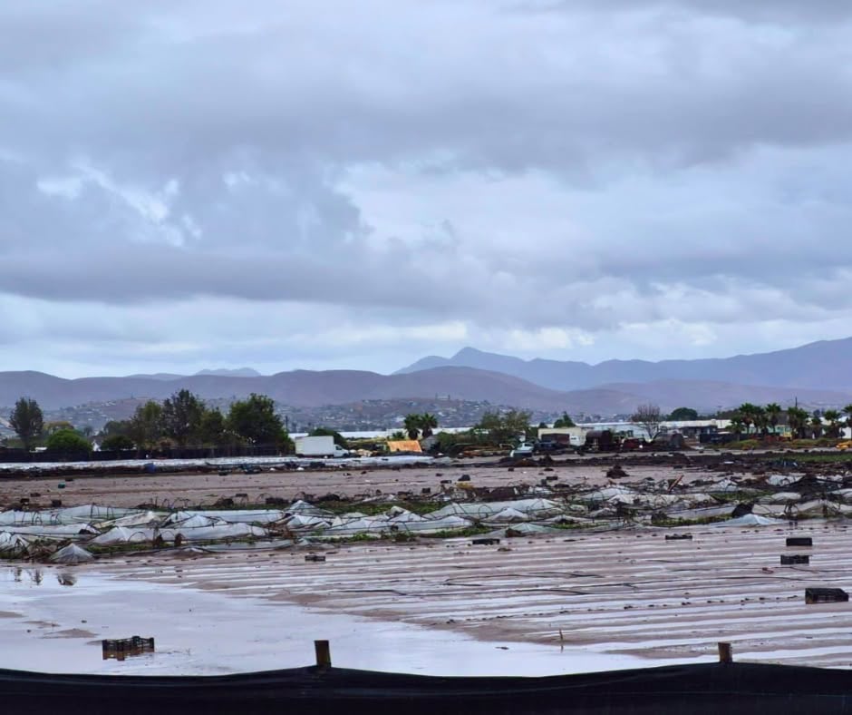 La tormenta Rachel inundó parcelas y dañó infraestructura agrícola en Maneadero, donde productores reportan pérdidas millonarias. Foto: Cortesía