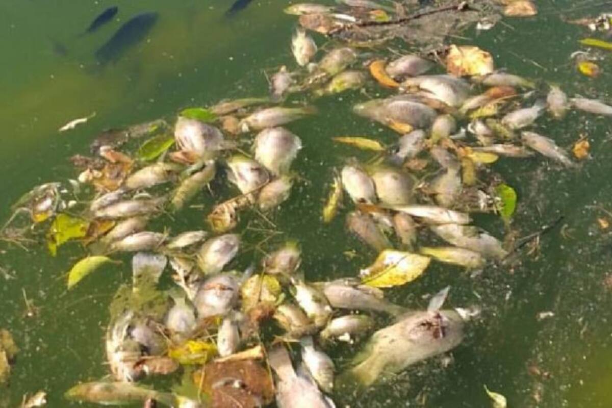 Tras la muerte masiva de peces en lago de Chapultepec se convocará a especialistas para investigar la causa