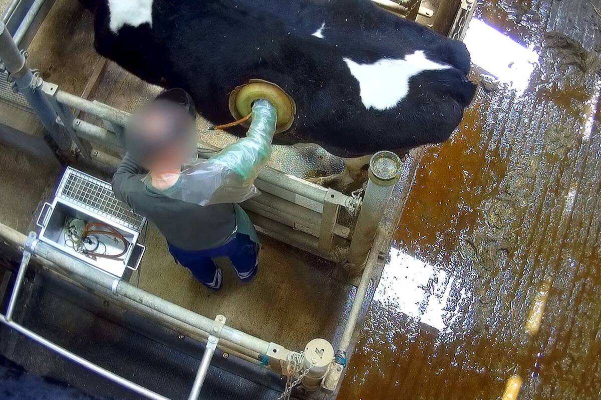 "Ojo de buey" en estómago de vaca despierta furia de activistas en Francia