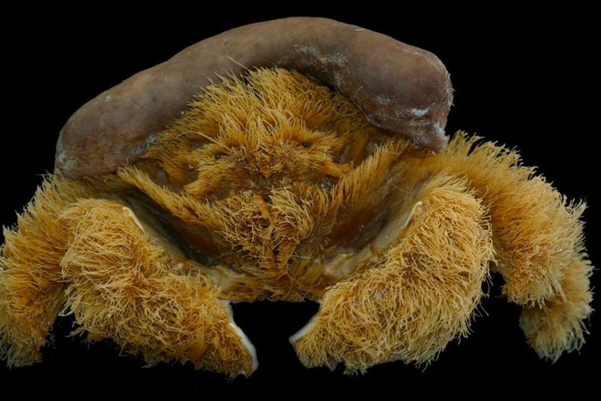 Encuentran nueva especie de 'cangrejo peludo' en Australia