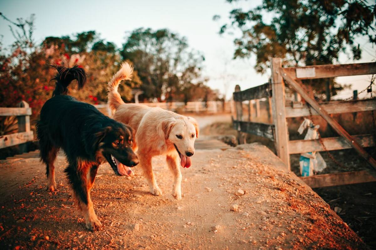¿Por qué mi perro come heces? Expertos explican esta inusual conducta canina