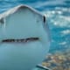 Turista australiana fue atacada por un tiburón en Galápagos