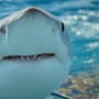Turista australiana fue atacada por un tiburón en Galápagos